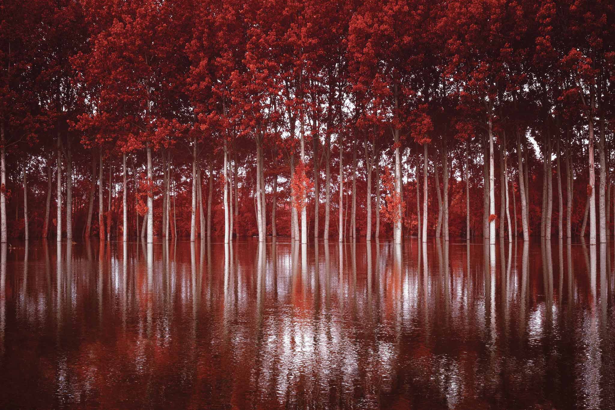 « Crues du Cher en rouge », 2016, 120 x 80 cm, infrarouge numérique, tirage argentique sur RC couleur satiné FUJI 250 g contrecollé sur PVC 10 mm, pelliculage brillant.